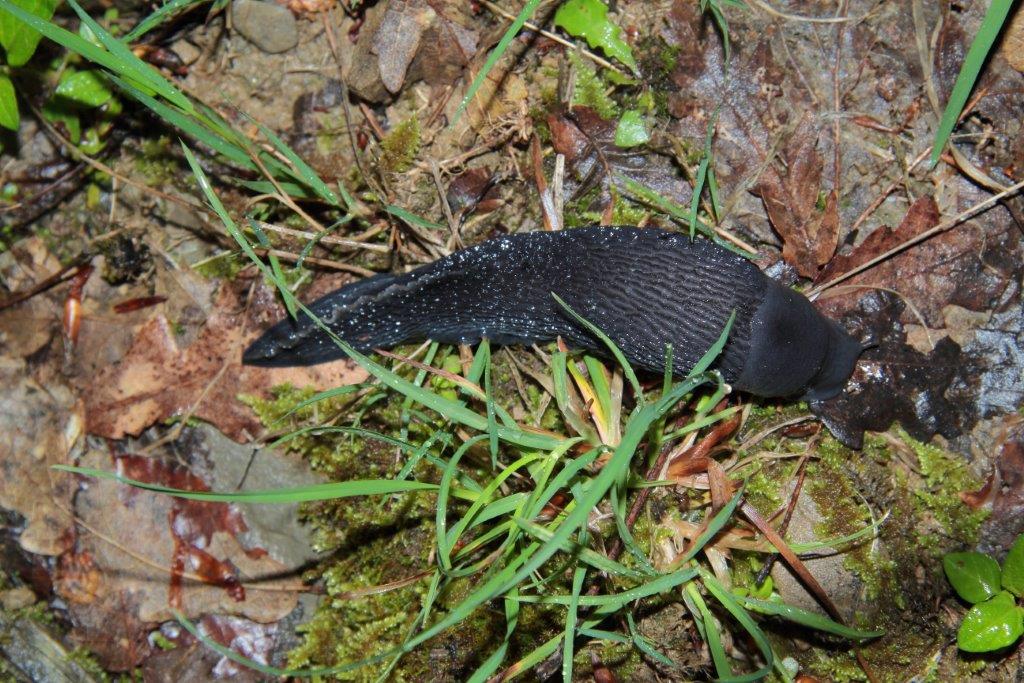 Limax tipo Marradi da Bagno di Romagna (FC)